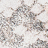 WZOREK 16